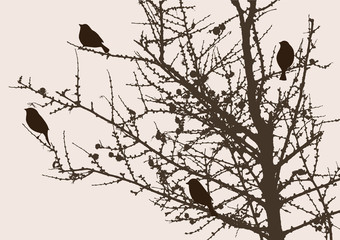 sparrows on a pine tree