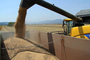 harvested wheat a summer d