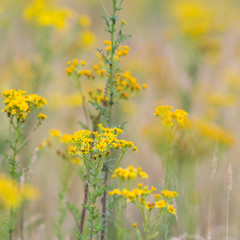 Obraz premium Jacobaea vulgaris