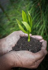 Old female hands holding plant. new life