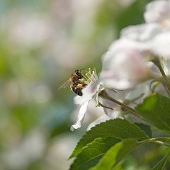 bee on a flower apple trees