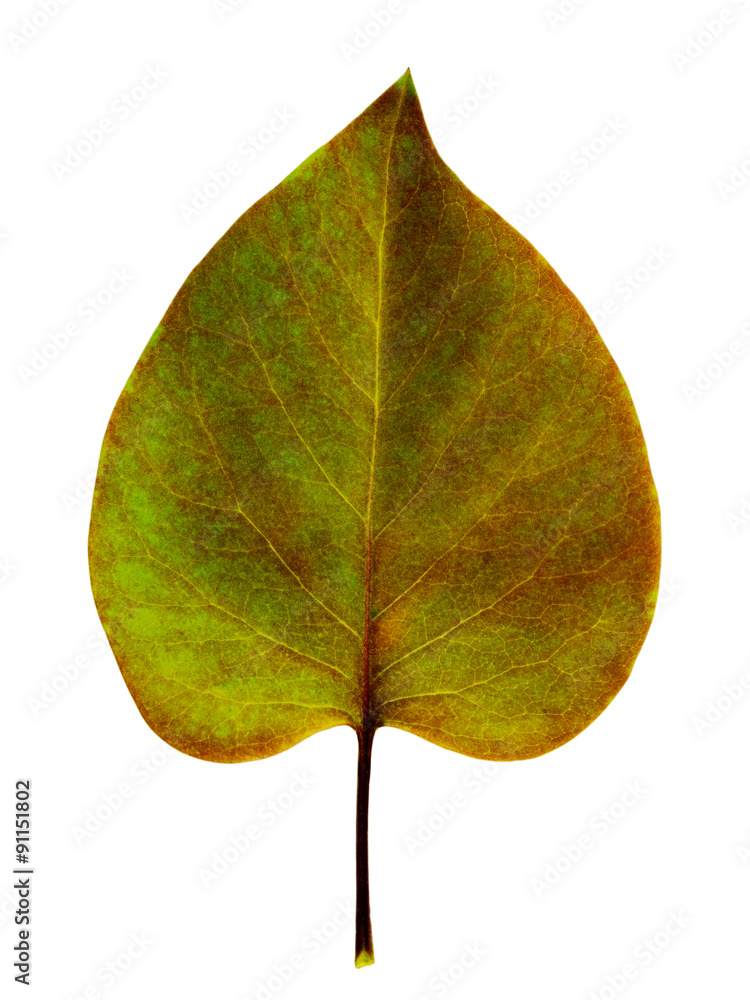 Wall mural autumn leaf on a white background isolated with clipping path. closeup with no shadows. macro. fadin