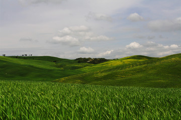 Obraz premium colline di Val d'Orcia