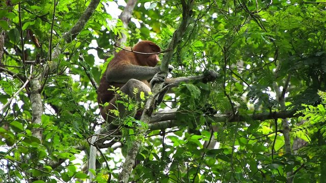 Proboscis monkey in the wild at Bako National Park, near Kuching, Sarawak, East Malaysia.
