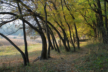 The road passes through the yellow autumn alley