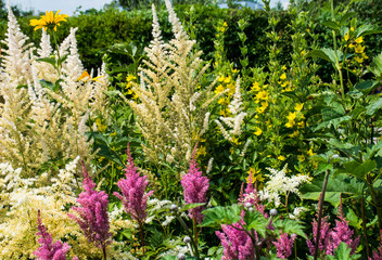 Blumenbeet im Garten