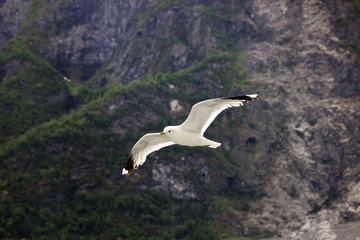 seagull on the fjord