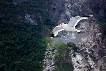 seagull on the fjord