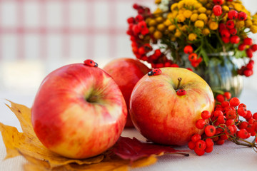 Red ripe apples with autumn leaves and rowan