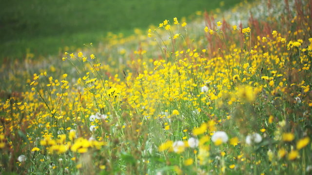 field of flowers moving in the wind