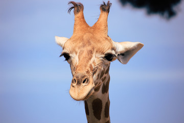 Tête et cou de girafe