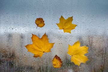 yellow autumn leaves on a wet window