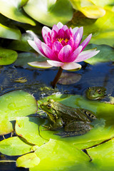 Couple de grenouilles sur n&eacute;nuphar avec fleur de lotus