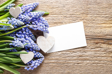 Blue muscari flowers (Grape Hyacinth) on wooden background