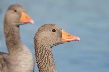 Greylag Goose in the flight.