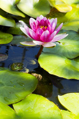 Grenouille sur n&eacute;nuphar avec fleur de lotus