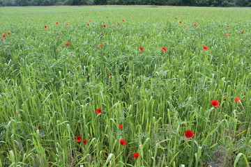 Klatschmohn blüht rot in einem Feld