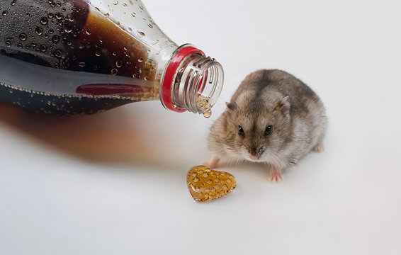 Thirsty Hamster