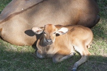 Naklejka na ściany i meble Cow and calf resting. Yumka Park, Villahermosa, Tabasco, Mexico.
