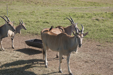 Naklejka na ściany i meble Group of Antelopes. Yumka Park, Villahermosa, Tabasco, Mexico.