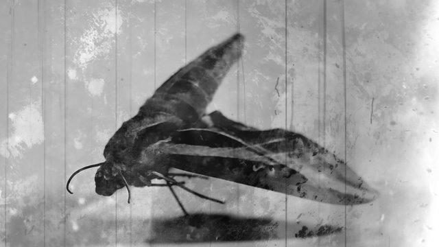 Horror moth abstract mixed media vintage footage 