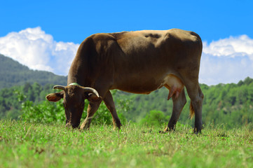 Brown cow grazing on green grass and blue sky with some white clouds. Empty copy space for editor's text.