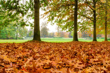 view of a park in milan, during fall. sometimes leaves cover completely roads