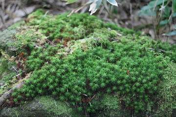 Obraz premium 八ヶ岳の苔