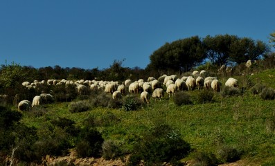Obraz premium Schafsherde in Südeuropa