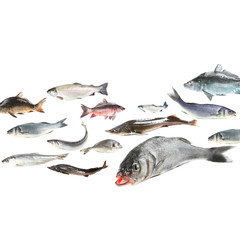 Fish school isolated on white