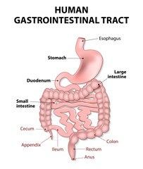 Human gastrointestinal tract - obrazy, fototapety, plakaty