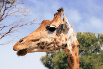 Tête de girafe