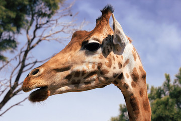Tête de girafe
