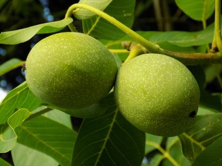 Two immature walnuts on tree