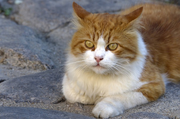 Naklejka na ściany i meble Cute orange cat lying on coblestone street.