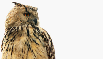 owl as symbol of wisdom and knowledge