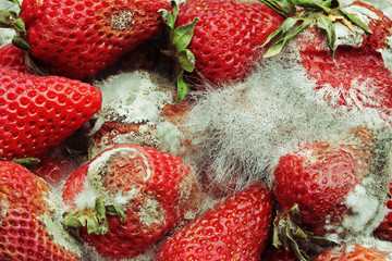 Verfaultes Obst - Verfaulte Erdbeeren