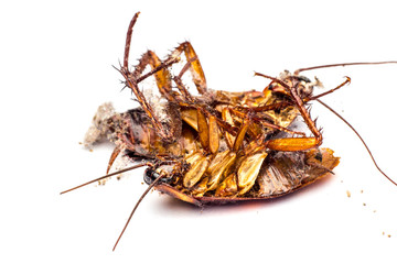 Dead cockroaches on the floor contaminated debris.