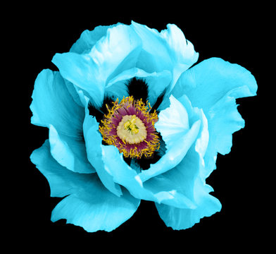 Clear blue peony flower macro photography isolated on black