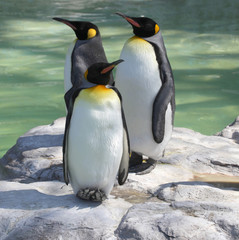 Obraz premium Three Emperor Penguins resting whilst standing.