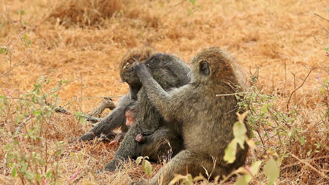 Mother, father and baby baboon grooming each other on the grass in Nakuru Park, Kenya
