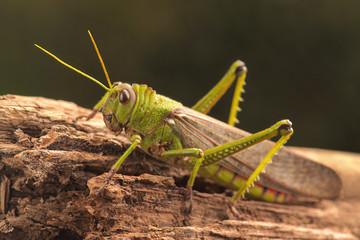 Giant Grasshopper