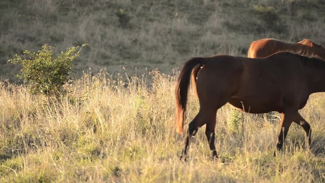 Single horse grazing in the outback, in Brisbane - Queensland.