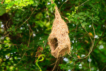 Skylark nests