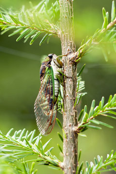 Jarfly hides among green leaves of a pine tree.