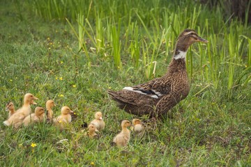 Новое поколение