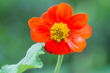 Orange flowers bloom wet rain .