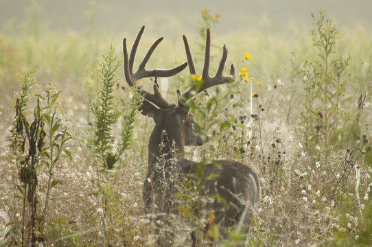 Fototapeta Large antlered White-Tailed Deer in field of grass in Cades Cove.
