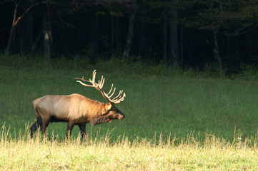 Naklejka na ściany i meble Large bull elk with full antlers in late evening light.