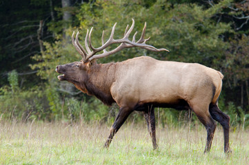 Bull Elk sounding a bugle during rutting season.